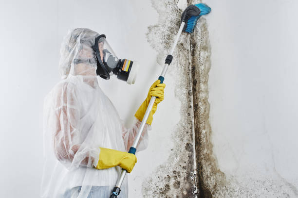Home Mold Removal in Michigan City, IN