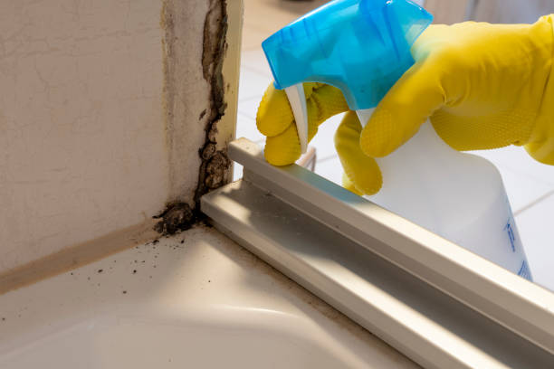 Best Office Mold Removal Services  in Michigan City, IN