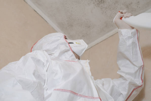 Best Commercial Mold Removal  in Michigan City, IN