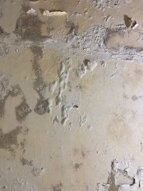 Best Black Mold Removal  in Michigan City, IN